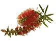 Picture for category Callistemon