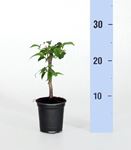 Picture of Bougainvillea "Sabina" Cutting 8 