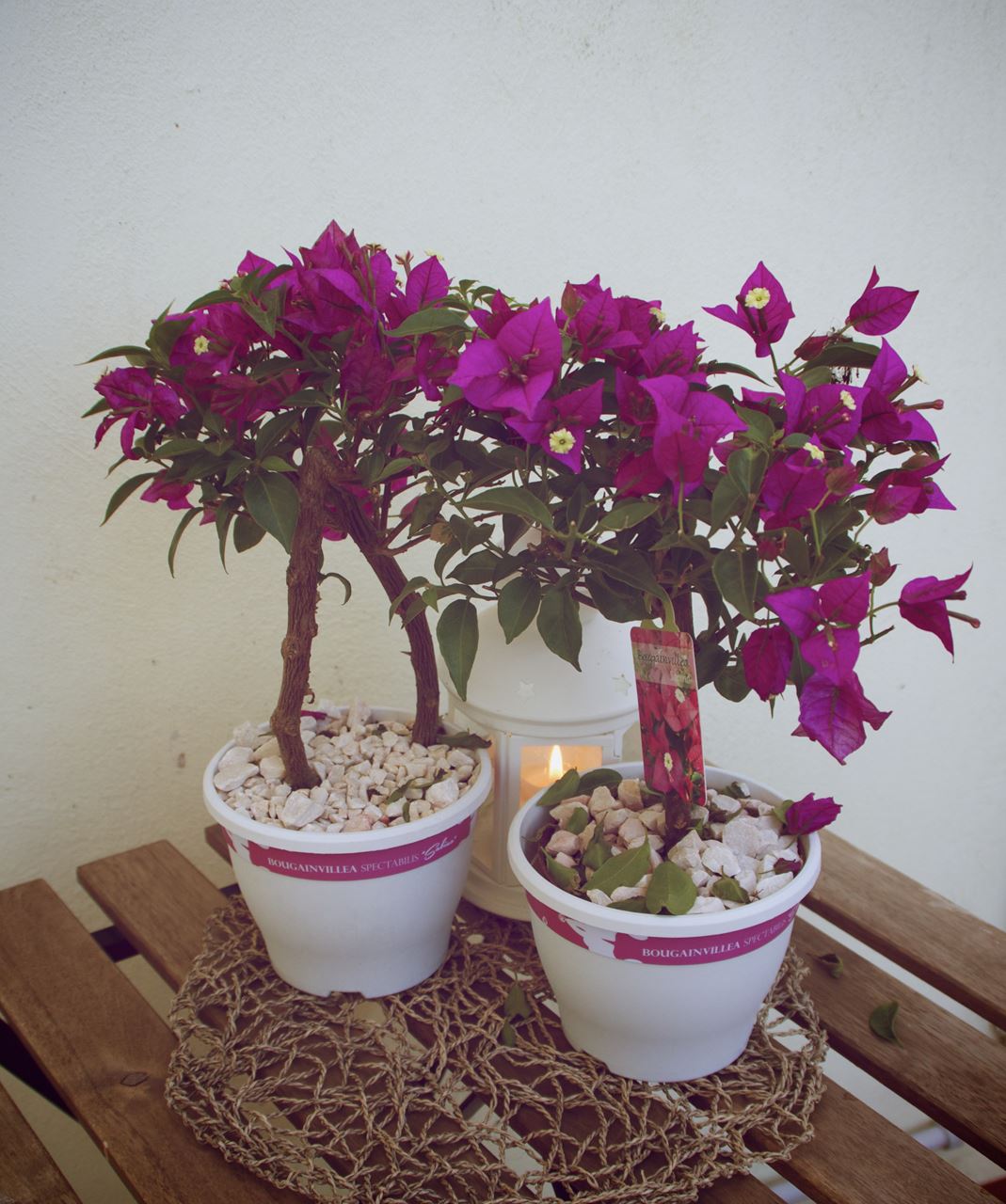 Florali Webshop. Bougainvillea 