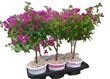 Picture for category Bougainvillea without tray