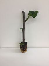 Picture of Ficus Carica cutting 
