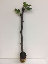 Picture of Ficus Carica cutting