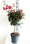 Picture of Bougainvillea "Elegance" Dark Pink