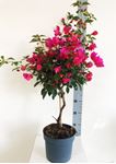 Picture of Bougainvillea "Elegance" Dark Pink