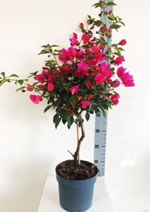 Picture of Bougainvillea "Elegance" Dark Pink
