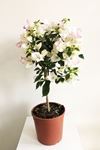 Picture of Bougainvillea "Elegance" White