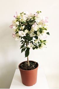 Picture of Bougainvillea "Elegance" White