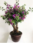 Picture of Bougainvillea "Sabina"  Bonsai 2580-21