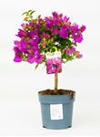 Picture of Bougainvillea "Sabina" ministem