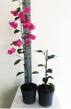 Picture of Bougainvillea "Elegance" Dark Pink-White 13