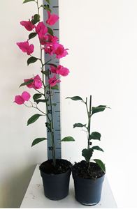 Picture of Bougainvillea "Elegance" Dark Pink-White 13