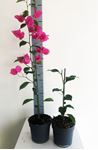 Picture of Bougainvillea "Elegance"  Dark Pink-White 13