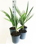 Picture of Chamaerops humilis 1335-22
