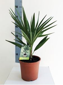 Picture of Chamaerops humilis 335CH1745