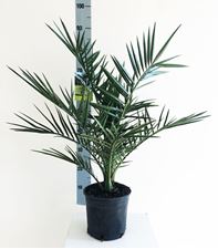 Picture of Phoenix canariensis Extra PC 19110