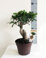 Picture of Ficus Ginseng Bonsai 4170FG1740