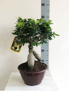 Picture of Ficus Ginseng Bonsai 4170FG2050