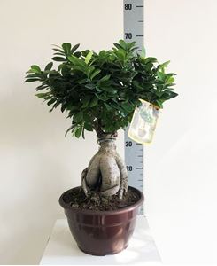 Picture of Ficus Ginseng Bonsai 4170FG2560