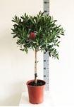 Picture of Callistemon splendens 4170CS2190