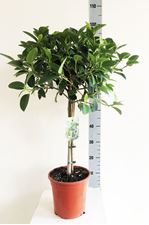 Picture of Ficus australis 4170FA2190