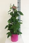 Picture of Passiflora caerulea 1044549PC1975