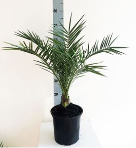 Picture of Phoenix canariensis 4266569PC1970