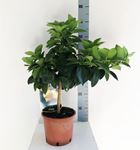 Picture of Citrus Lemon no fruit 4268294CL1865