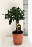 Picture of Citrus Mix  4268294CK1450