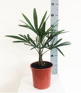 Picture of Trachycarpus fortunei  3394TF1960