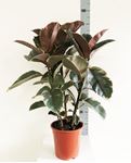 Picture of Ficus elastica variegata 1045549FEVAR2190