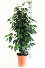 Picture of Ficus benjamina 1045549FB21100