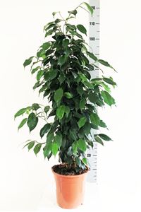 Picture of Ficus benjamina 1045549FB21100