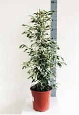 Picture of Ficus Variegataa 1045549FVAR21100