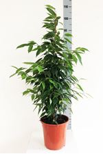 Picture of Ficus Verde Var. 1045549FBVV21100
