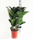 Picture of Ficus elastica green/red 1045549FER2190
