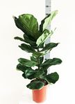 Picture of Ficus Lyrata 1045549FL21100