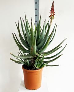 Afbeelding van Aloe vera arborescens 