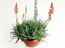 Imagen de Aloe vera spinosissima