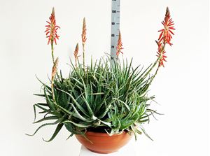 Bild von Aloe vera spinosissima