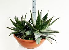 Picture of Aloe maculata AM5045