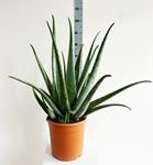 Picture of Aloe vera