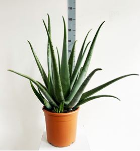 Picture of Aloe vera