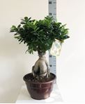Picture of Ficus Microcarpa 4170FM2565