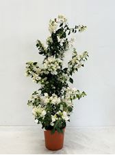 Picture of Bougainvillea "Elegance" White Cone