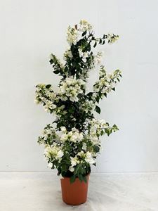 Bild von Bougainvillea "Elegance" White Cone