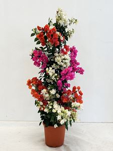 Picture of Bougainvillea "Elegance" Multicolor