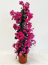 Picture of Bougainvillea "Elegance" Dark Pink Cone