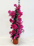 Picture of Bougainvillea "Elegance" Dark Pink Cone