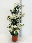 Bild von Bougainvillea "Elegance" White Cone