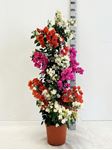 Picture of Bougainvillea "Elegance" Multicolor